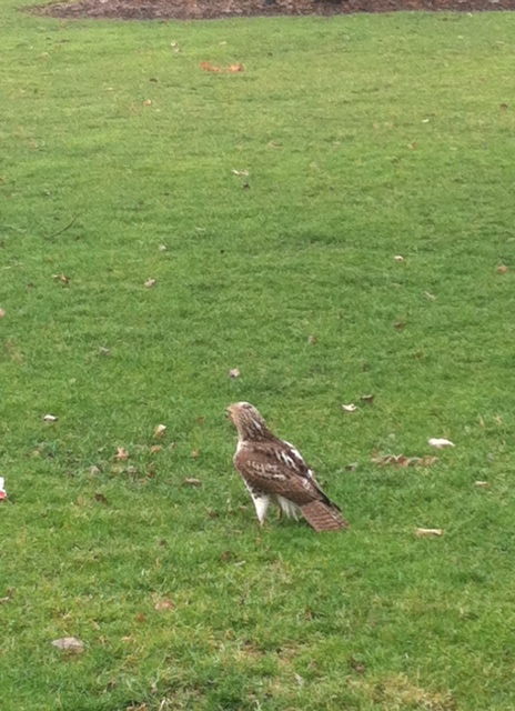 This one time I saw a hawk on my run.